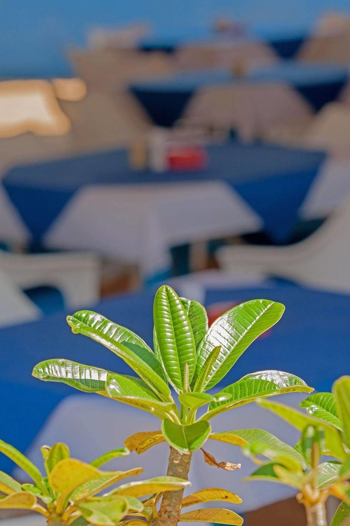 Bed and Breakfast Cuba Agonda Exteriér fotografie